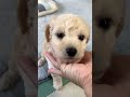 ミックス犬 ポメプー三男君です o^^o