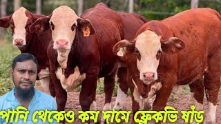 সুপার কোয়ালিটি ফ্লেকভি ষাঁড় গরু কিনুন। এবং ক্রস ব্রাহামা ষাঁড় গরু কিনুন