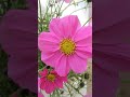 Pink cosmos 🩷🌸#flowers #youtubeshorts