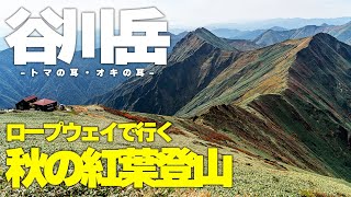 【日帰り登山】見頃を迎えた紅葉を見ながら谷川岳に登ってきました【天神尾根】