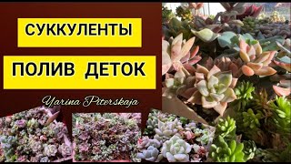 Суккуленты.  Полив деток.