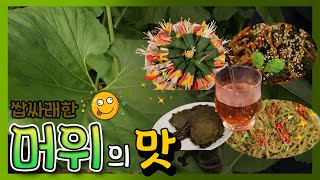 집 나간 입맛도 되돌려주는 쌉싸래한 봄 맛!😋 머위🍃[대케맛] / KBS대전 방송