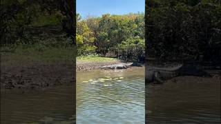 Giant Crocodile Encounter Scares Girlfriend in The Northern Territory