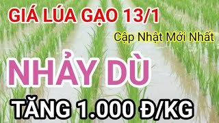 GIÁ LÚA \u0026 GẠO HÔM NAY (THỨ HAI)13/1/2025.INDONESIA TĂNG CƯỜNG SẢN XUẤT TRONG NƯỚC VÀO NĂM 2025