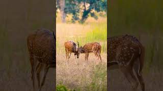 In first frame: Spotted deer and indian Cheetah 🐆🦌#shorts #reelsvideo #viralreels  #trending