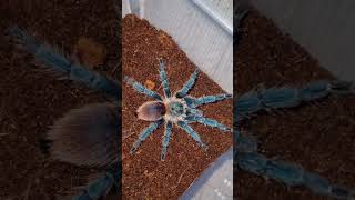 Brazilian Blue Dwarf Beauty (Dolichothele diamantinensis) #spider #tarantula #arachnophobia