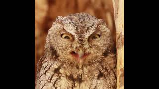 Western Screech Owl: cooling down technique