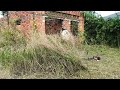 a young girl s distress call echoes from an abandoned house covered in weeds clean up free