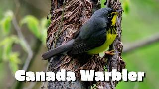 Canada Warbler from Point Pelee National Park