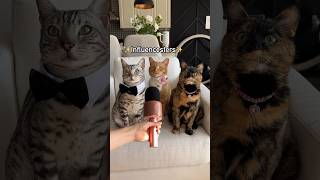 Interviewing my cats 😂 how their life as ✨Influencesters✨ looks like #shortvideo #catshorts #shorts