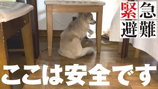 度重なる恐怖で、地震対応が完璧になった犬がコチラです【ビビる犬】