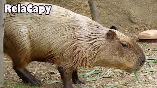 のんびりのんびり　カピバラ劇場　Relax Capybara