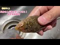 旦那さんが釣ってきた魚。メゴチとキスを調理前に触る