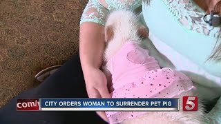 Pig Breasfeeding