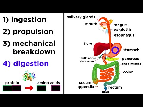 What is the other name for alimentary?