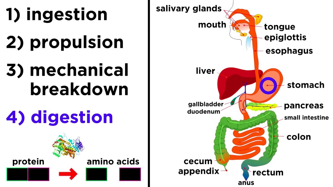 Stages Of Digestion Process 5 Stages Of Digestive System Blvb