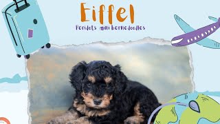 Eiffel's temperament test from Peridots Mini Bernedoodle litter