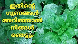 പനികൂർക്കയുടെ ഔഷധ ഗുണങ്ങൾ //Health benefits of panikoorka// പനികൂർക്ക //Mexican mint//kanjikoorkal