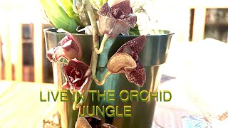 UNBOXING \u0026 introducing 2. NEW RARE ORCHIID. LIVE IN THE ORCHID JUNGLE