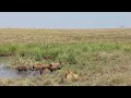 hyenas vs lions