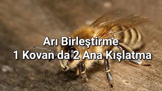 Arı Birleştirme 1 Kovanda 2 Ana ile Kışlatma #arıcılık #arıcı #beekeeping  #balarısı #kraliçearı