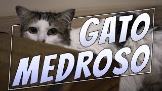 VLOG | Cuidando de 2 Gatos Medrosos