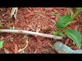 Propagating Hydrangea Macrophylla Bushes