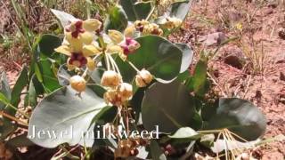 Jewel milkweed, Asclepias cryptoceras