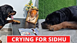 Sidhu Moose Wala Dogs Crying For Him, Sidhu Moose Wala Dog Video