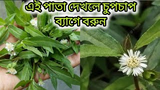 চুলের মহা ঔষদ। চুলের খাদ্য।কেশরাজ,কেশুতি,ভৃঙ্গরাজ পাতা চিনে নিন। কেশরাজ পাতার যত গুন জেনে নিন।