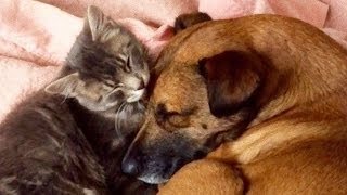 【涙腺崩壊】てんかんに苦しむ犬の守護天使となった保護猫。常に寄り添い発作を察知、飼い主に知らせる。