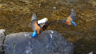 【野鳥撮影】カワセミの牽制試合～～バトル(^0^)　2020/08/14作成　スチル写真を編集　町田市。恩田川にて撮影