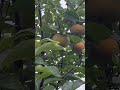 asian persimmons