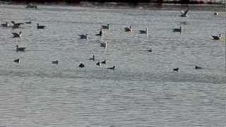 Seagulls on the Comox Estuary in Autumn