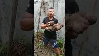 UWI TERBESAR-HASIL KEBUN BRIMOB SENIOR