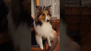 ちょんまげを結ったシェルティが 予想以上に可愛かったw Sheltie wearing a topknot is so cute #shorts