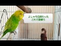 【１分動画で１万人を笑顔にするインコ】おしゃべりインコメロンちゃん