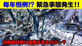 【緊急事態発生】ペペ庭を実験台に使いたい企業様募集！？白絹病に侵されたロックガーデン…。