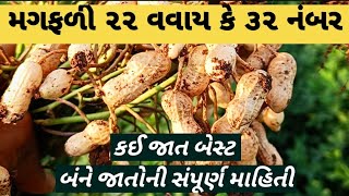 કઈ મગફળી ઉત્પાદન વધુ આપે ૨૨ કે ૩૨ નંબર | મગફળી | Groundnut | Magfali