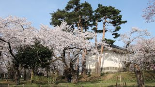 【旅エイター】★桜前線『村松公園』　新潟県五泉市・一人旅