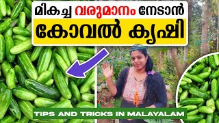 കോവൽ കൃഷി | മികച്ച വരുമാനം നേടാൻ ! 😱 | Weevil cultivation To earn better income! 😱 ||