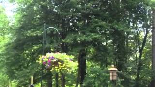 Cicada buzz