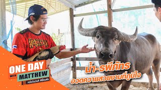 น้ำรพีภัทร อวดควายสวยงามที่ภูมิใจ | Oneday with Matthew หนึ่งวันมันดีตีซี้คนดัง