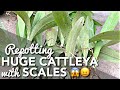 HUGE CATTLEYA REPOT | Removing Scale Insects | Reusing Clay Pots | Paano Magtanim ng Cattleya