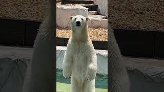 #東山動植物園#ホッキョクグマ#フブキ#しろくま#polarbear #過去投稿#可愛い