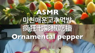 매운고추먹방 미친매운맛먹방 Ornamental pepper ASMR 매운음식 超辛い super spicy hot  七彩椒吃播 辣椒吃播声控