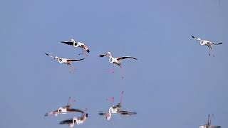 Flamingos have migrated to Yuncheng Salt Lake! #Flamingo #SaltLake #MigratoryBird 火烈鸟连续10年迁徙运城盐湖越冬！