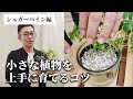 【観葉植物のプロが教える】小さな植物を上手に育てるコツ！シュガーバイン編