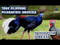 PENGIRIMAN SEMPIDAN SUMATERA EKOR PUTIH, AYAM HUTAN HIJAU DAN MERAK #ayamhias #pheasant #ayamhutan