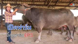 เปิดฟาร์มควายเงินล้าน สุดยอดแม่พันธุ์ควายงาม พี่หญิงบิ๊กภูฟาร์ม EP3 เต๋อพาเที่ยว